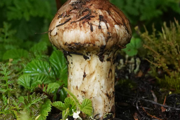 松茸太大了是不是老了，新鮮松茸用熱水過一遍嗎