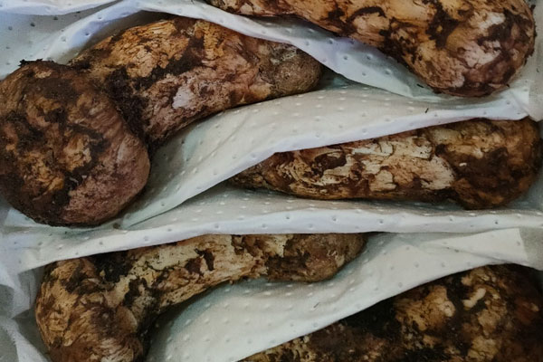 松茸如何挑選大好還是小好，松茸大小和營養(yǎng)有關(guān)系嗎