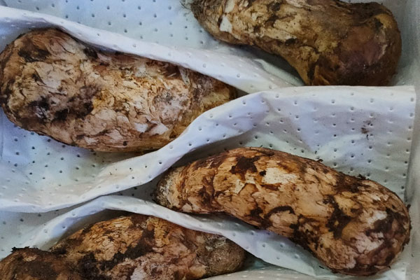 松茸大小和營養(yǎng)有沒有關(guān)系 松茸大小和營養(yǎng)有沒有關(guān)系