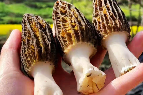 羊肚菌吃兩年后的效果，肝癌能吃羊肚菌嗎