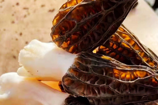 肝癌可以吃羊肚菌嗎 肝癌可以吃羊肚菌嗎