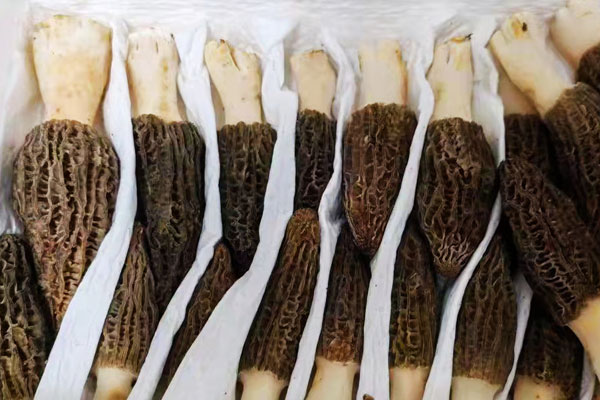 羊肚菌可以泡酒嗎 羊肚菌可以泡酒嗎