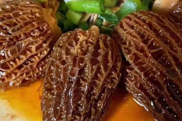 羊肚菌抗哪幾種癌，羊肚菌能抑制腫瘤嗎