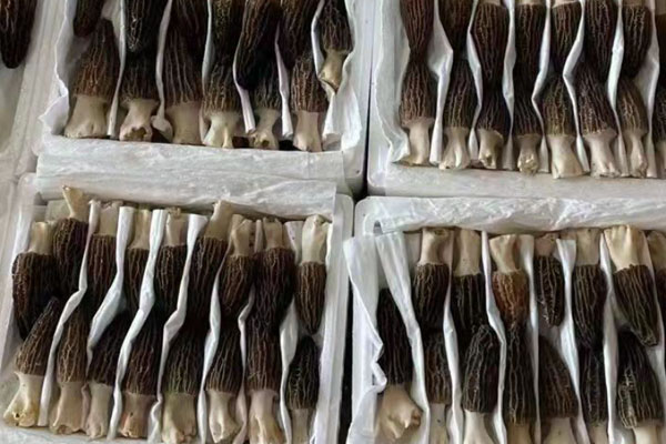 羊肚菌泡酒的方法 羊肚菌泡酒的方法