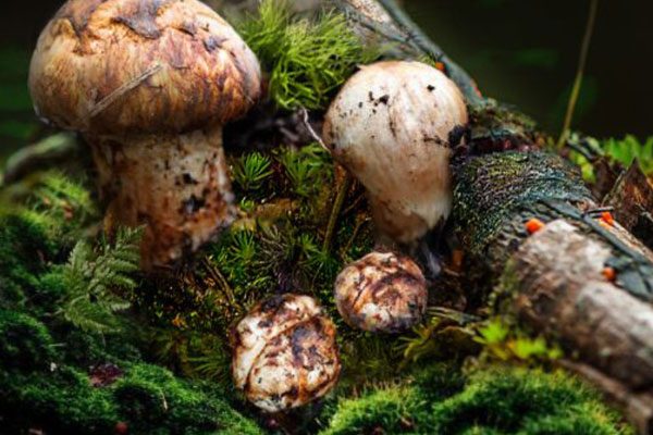 松茸頭大好嗎，松茸的蒂頭要不要剪掉