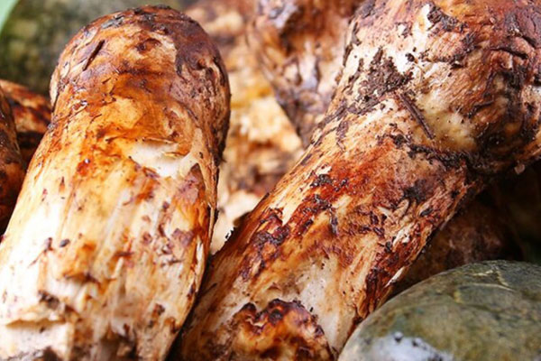 松茸的蒂頭要去掉嗎