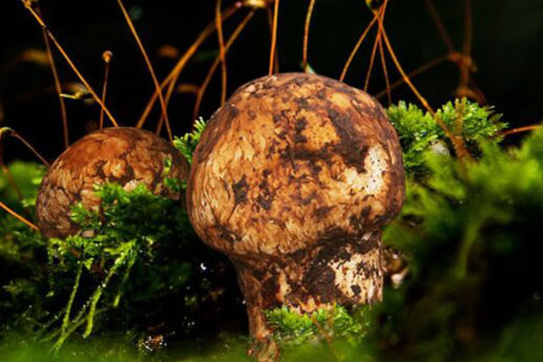 松茸變種分布在哪里