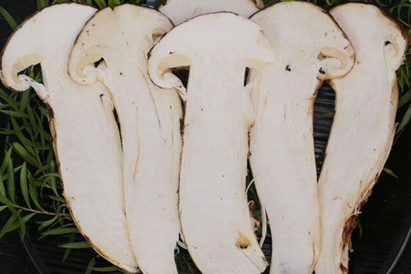 松茸為什么要用陶瓷刀切 松茸為什么要用陶瓷刀切