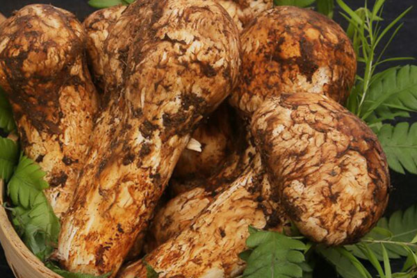 日本的松茸叫什么 日本的松茸叫什么