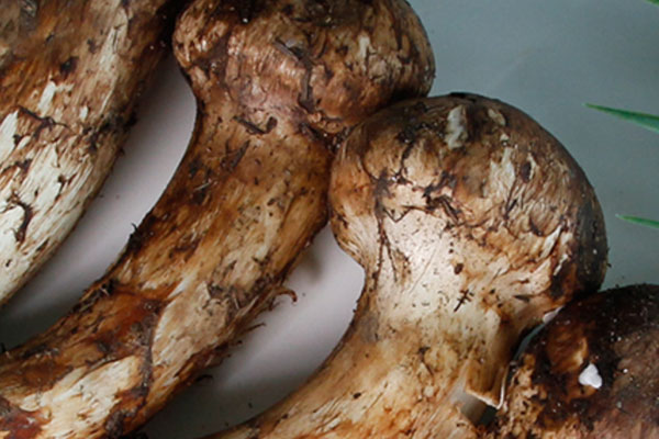 松茸是食用菌還是藥用菌，大花菌是不是松茸