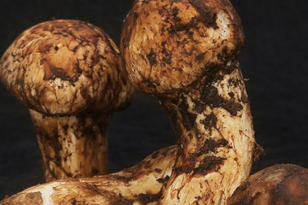 日本吃松茸有多長時(shí)間 日本吃松茸有多長時(shí)間