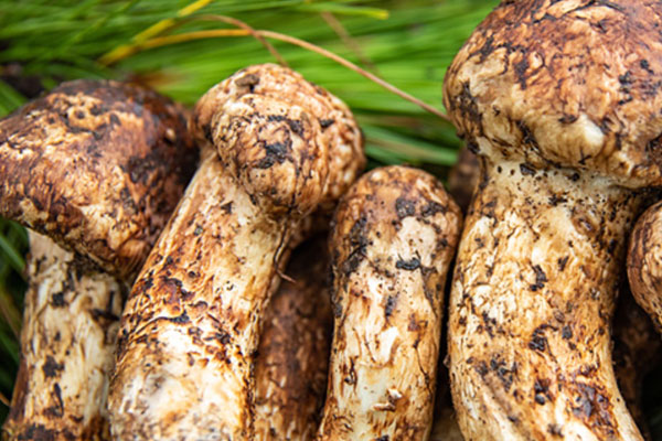 松茸是老的好還是嫩的好，松茸曬干好還是陰干好