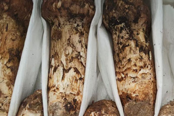 新鮮松茸曬干好還是陰干好 新鮮松茸曬干好還是陰干好