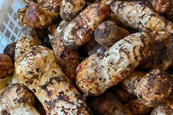 松茸是不是高蛋白菌類 松茸是不是高蛋白菌類