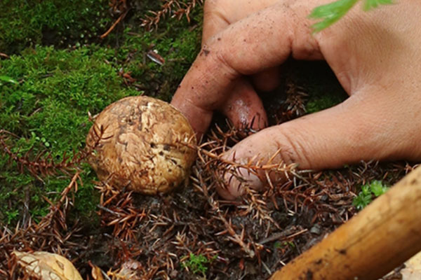 廣東有松茸嗎 廣東有松茸嗎