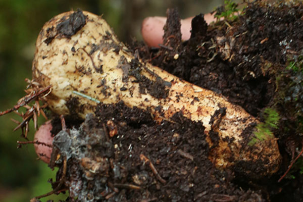 什么樣子的松茸才叫新鮮 什么樣子的松茸才叫新鮮