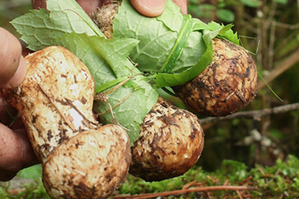 松茸要煮多久能熟，松茸含激素嗎