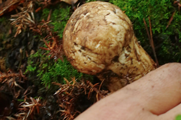 松茸含不含激素