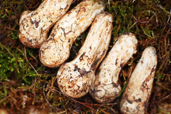 松茸有蟲洞好嗎