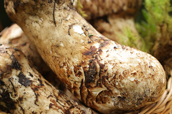 松茸能提高免疫力嗎，松茸吃多少才能提高免疫力