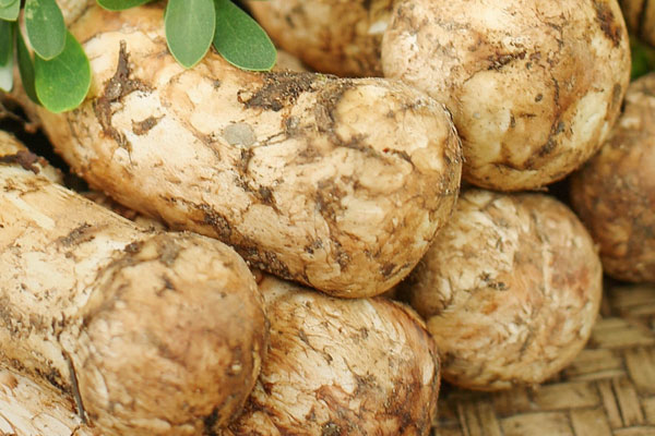 松茸被蟲蛀了還能吃嗎，松茸根部發(fā)霉了還能吃嗎