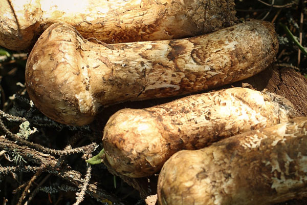 癌癥病人能吃松茸菌嗎，肺結(jié)核患者可以吃松茸嗎