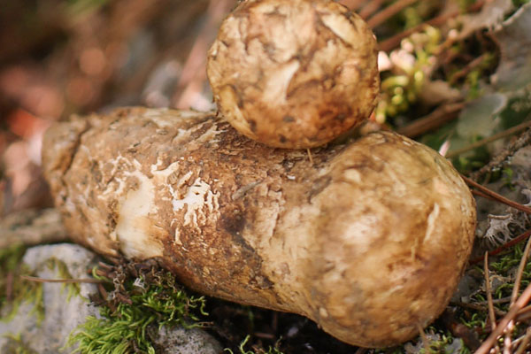 肺結核能吃松茸嗎 肺結核能吃松茸嗎