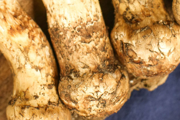 新鮮松茸在國際上有幾個等級 新鮮松茸在國際上有幾個等級