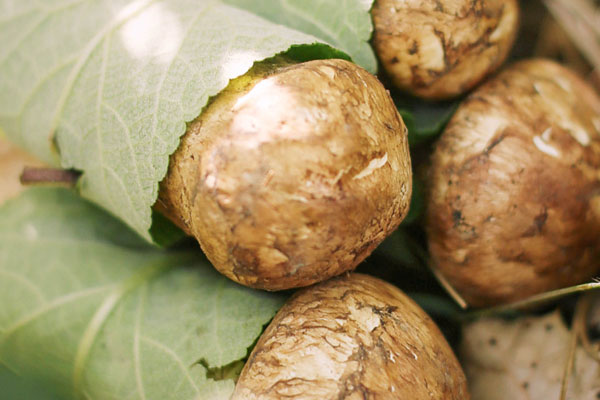 松茸軟了還能吃嗎，松茸的成分主要是什么