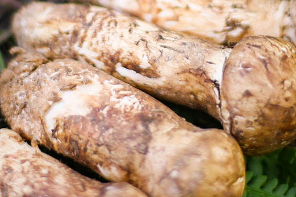 松茸的主要成分 松茸的主要成分