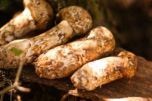 馬尾松是松茸嗎 馬尾松是松茸嗎