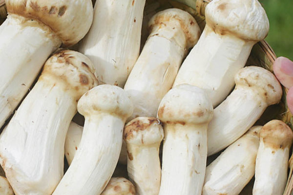 松茸是不是松菇 松茸是不是松菇