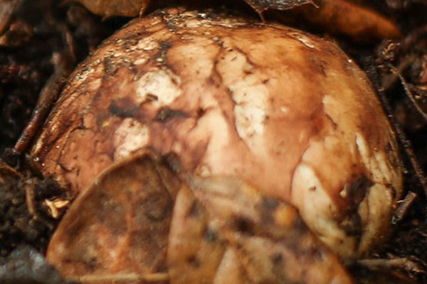 7月的新鮮松茸貴嗎 7月的新鮮松茸貴嗎