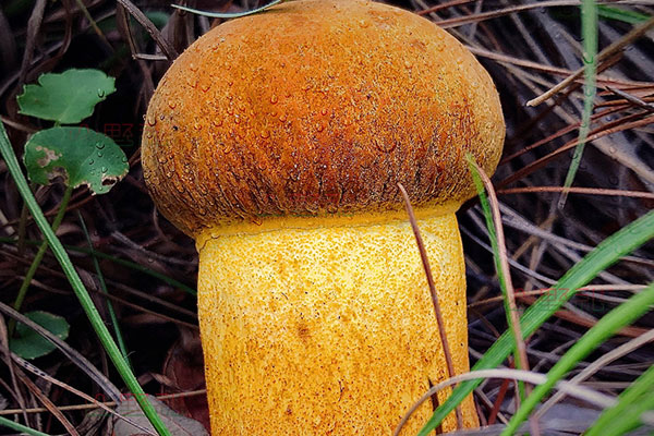 黃牛肝菌孕婦能吃嗎，紅乳牛肝菌可以煲湯嗎