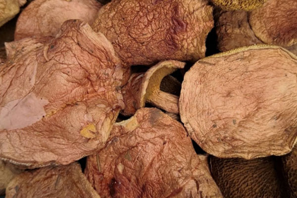 紅乳牛肝菌可以煮湯嗎 紅乳牛肝菌可以煮湯嗎