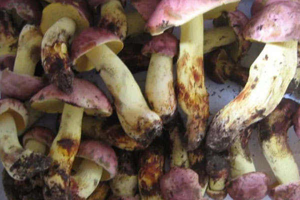 什么是小美牛肝菌 什么是小美牛肝菌