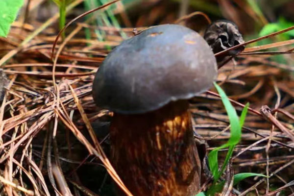 孕婦能吃黑牛肝菌嗎，孕早期可以吃牛肝菌嗎