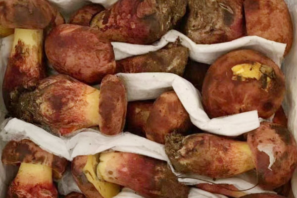 華美牛肝菌是見手青嗎 華美牛肝菌是見手青嗎