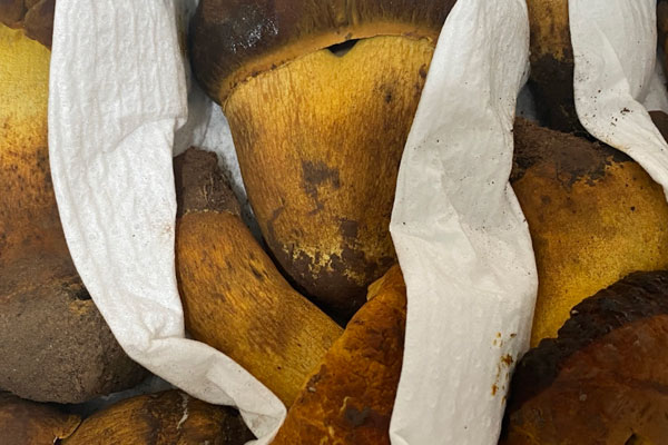 牛肝菌涼了可以吃嗎，牛肝菌放了10年還能吃嗎