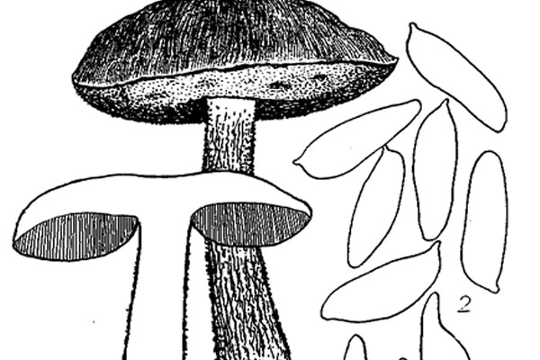 褐疣柄牛肝菌能吃嗎 褐疣柄牛肝菌能吃嗎