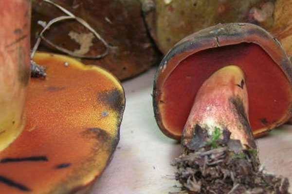 褐絨柄牛肝菌能吃嗎 褐絨柄牛肝菌能吃嗎