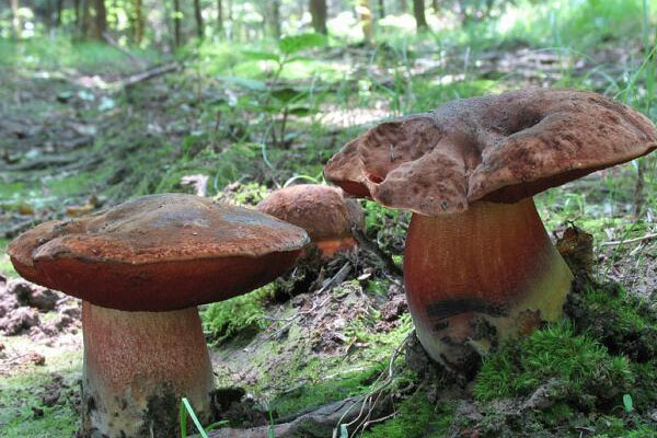 紅柄牛肝菌可以吃嗎 紅柄牛肝菌可以吃嗎