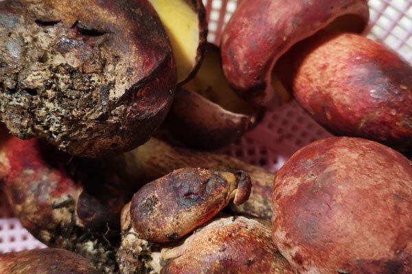 牛肝菌為什么有那么多沙，鮮牛肝菌的蟲子可以吃嗎