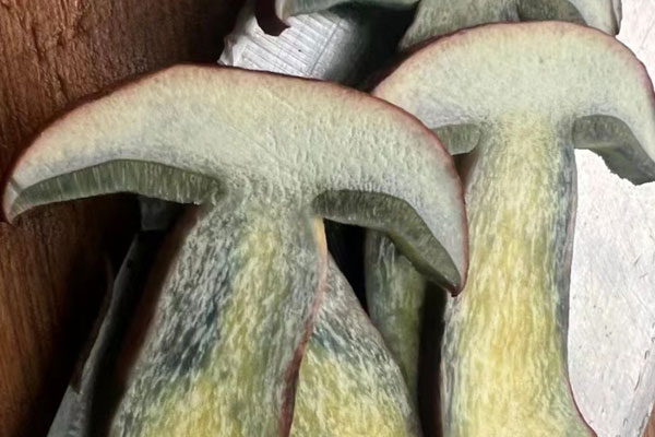 鮮牛肝菌的蟲能吃嗎 鮮牛肝菌的蟲能吃嗎