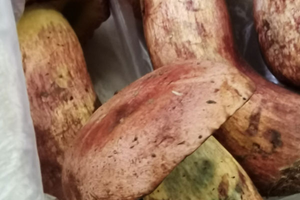 新鮮牛肝菌可以蒸好后再冷凍嗎 新鮮牛肝菌可以蒸好后再冷凍嗎