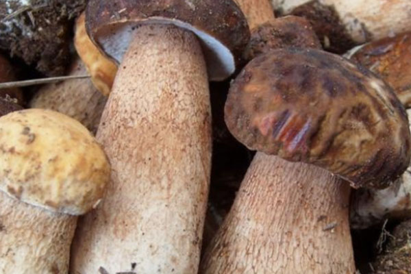 牛肝菌焯水的好處 牛肝菌焯水的好處