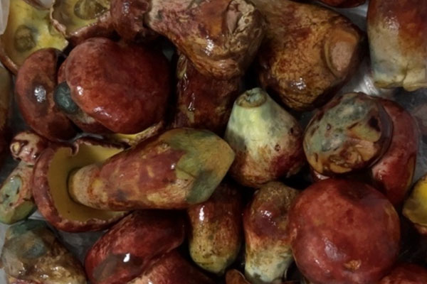 牛肝菌怎么看壞沒壞，牛肝菌焯水要幾分鐘