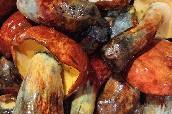 牛肝菌當?shù)厮追Q什么，黑牛肝菌的學(xué)名