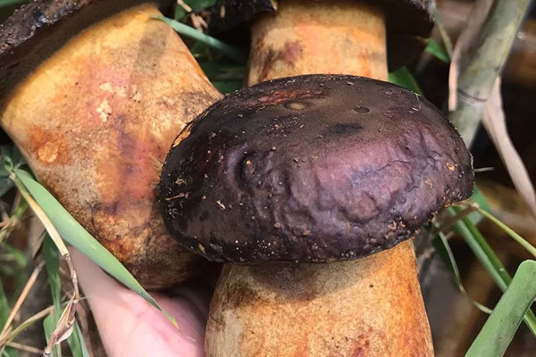 黑牛肝菌又叫什么 黑牛肝菌又叫什么