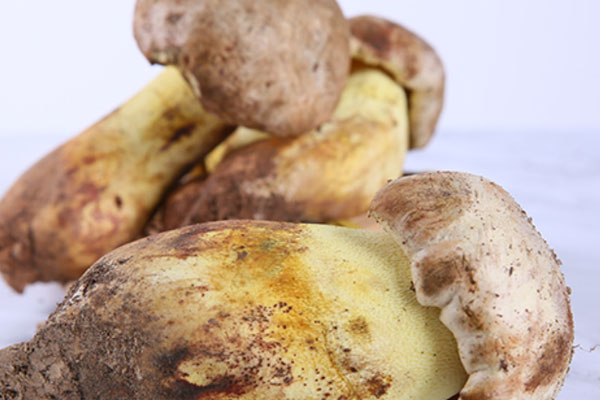 白蔥牛肝菌有毒嗎，牛肝菌冷了會不會中毒